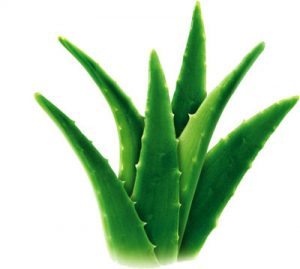 alive_aloes1